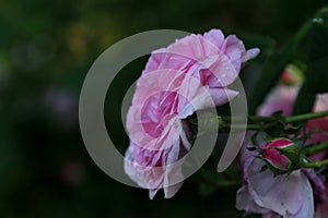 Pink pastele color flower and layered petals of  the  cabbage ros